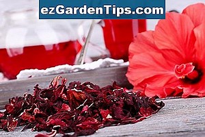 Doenças em plantas de hibisco 🌱 Dicas Jardineiros - Pt.ezGardenTips.com