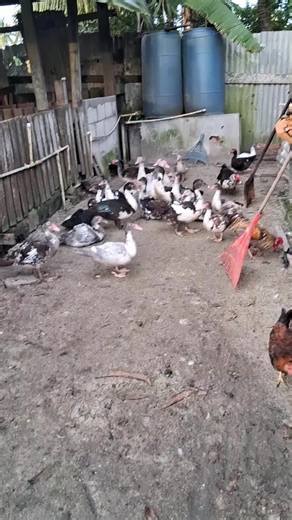 Troy Thuesdee (@troy.thuesdee)’s videos with original sound - Sir White Lessons