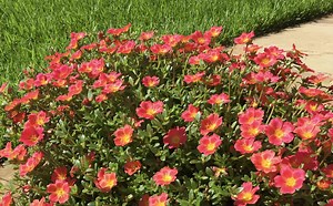 How To Grow And Care For Portulaca