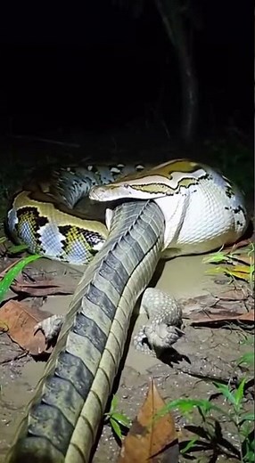 Giant Python Swallows a Crocodile at Night
