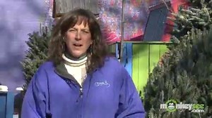 Types of Christmas Trees