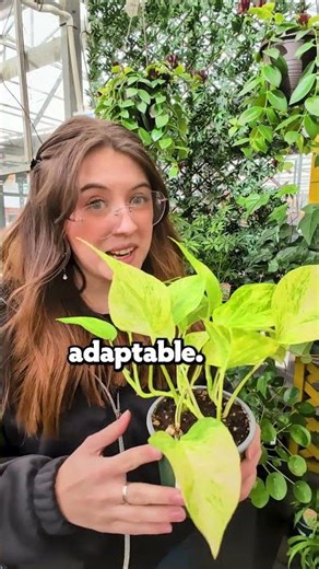 These 3 tropical plants are basically unkillable #plantshorts #beginner #houseplants