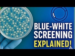 Blue-White Screening | Biochemistry | Kinnaird College