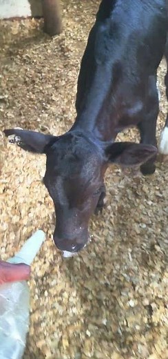 Essential Calf Feeding Techniques: A Step-by-Step Guide to Nourishing Your Calf