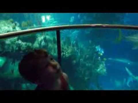 Glass Elevator at The Deep, Aquarium - Best lift in the World?