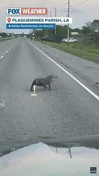 Tailless Alligator Seen Waddling Across Road In Southern Louisiana
