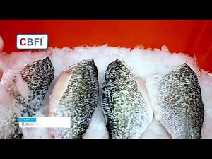 CBFI 20 Tons Flake Ice Machines in the Seafood Industry