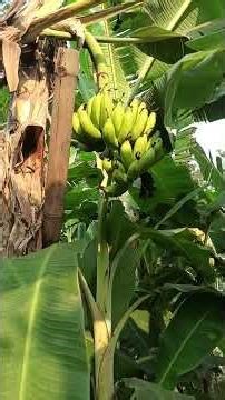 hello friend Ham Apne Bagan se aam jamun todkar lae Hain 🥰🥰 #plant ☘️☘️☘️☘️#aam #mangofarmers 🙏🙏🙏♥️😍