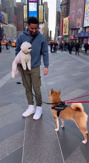 Times Square Dog Boop & Laugh Attack #funnydog #viral