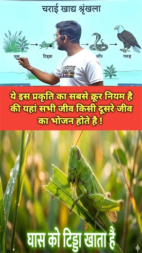 Survival Game: प्रकृति में कोई सुरक्षित नहीं!🦅#shorts