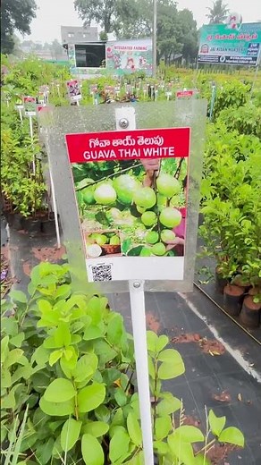 🌱 "Hybrid Plants: Future of Farming & Gardening!" #kadiyam #kadiyapulanka #hybridplants #hybridseed