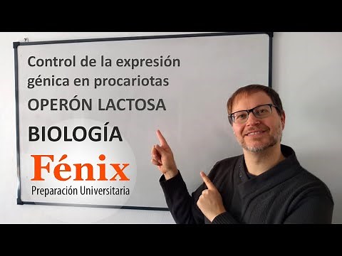 Operón Lactosa Lac