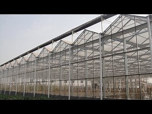 Build Commercial Big Greenhouse & hydroponics China Green Agro
