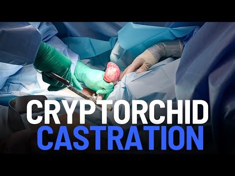 Cryptorchid Surgery in Horses | Retained Testicle Removal Explained