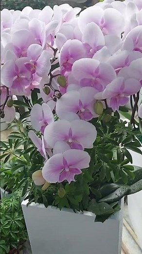 우아한 꽃 노블레스#서양란#호접란#강동구꽃배달