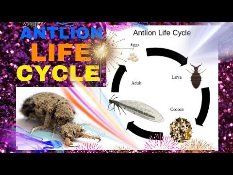 The LIFE CYCLE OF ANTLION