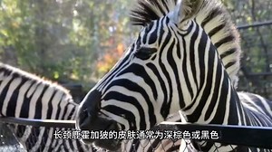 世界上最奇怪的动物长颈鹿霍加狓