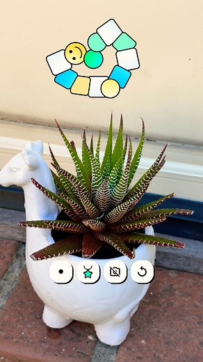 🌿 Zebra Plant in a Tiny Pot | Cute Succulent Decor