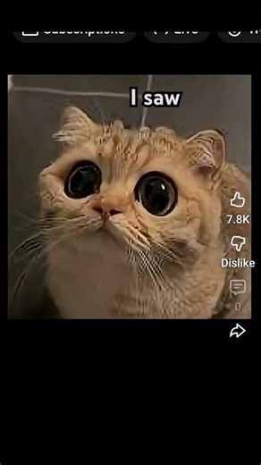 hi this is not mine but ty credits ‪@FunnyMemes-op1‬ #cat
