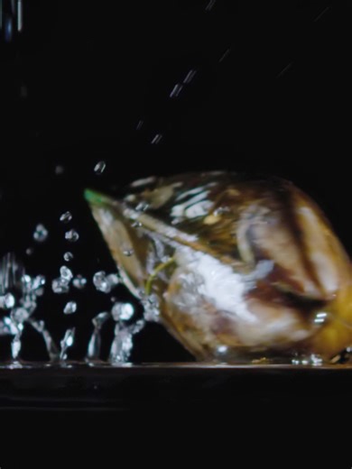 NZ Aquaculture on TikTok