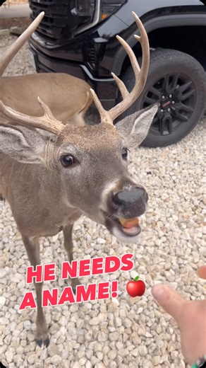 Justin Royal on Instagram: "“Medium Dawg!” HELP ME NAME HIM! Medium Dawg is going to stick if we don’t hurry… DROP YOUR BEST DEER NAME IN THE COMMENTS! 🦌 🍎"
