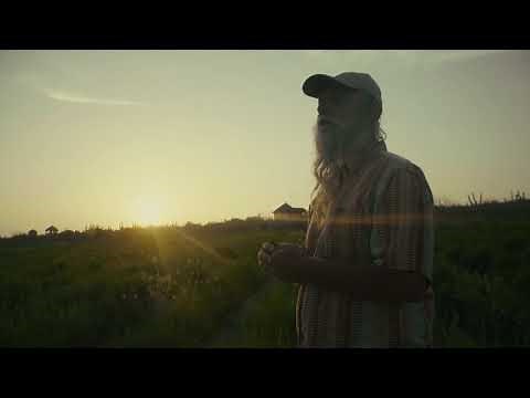 Damiana Leaf and its Benefits