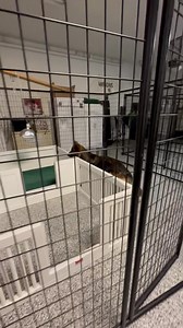 1.4M views · 10K reactions | Bella seeing her puppy box for the first time. She was so happy!! She even grabbed a stuffed animal and took it into her box. One more week until the puppies are here殺 Www.angelshepherds.com Guardian Angel German Shepherds | Guardian Angel German Shepherds | Facebook