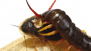 Centipede feasting on a live cockroach