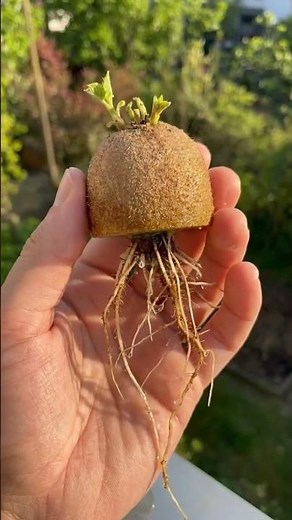 Kiwi auf dem Balkon oder im Garten anbauen - so geht’s!