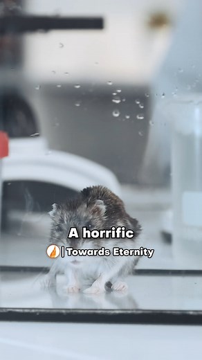 Amazing Mouse Experiment! @fatihyagcienglish | Towards Eternity