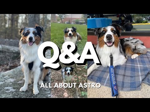 Q&A: Everything You Need To About Australian Shepherds & Service Dogs