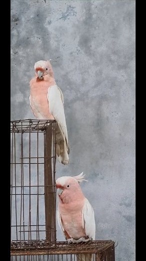 1.5K views · 61 reactions | Pink Cockatoos Pink Cockatoos have...