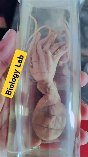 Biology lab practical 🎉🎁🐥💯📚 specimen 📚🥰 #lab #experiment #biology