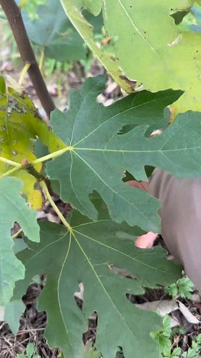 Pruning figs | Garden Roses Tahiri