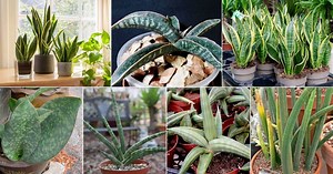 49 Types of Snake Plant - Most Popular Sansevieria Varieties