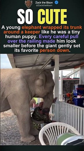 Elephant Helps Keeper Over Rail