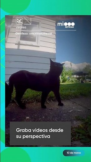 La vida desde la perspectiva de un gato