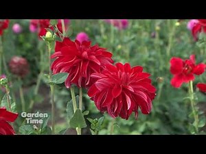 Swan Island Dahlia Types