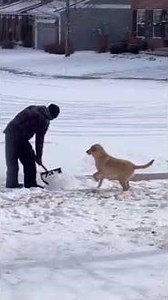 🐶 Dogs Discover Snow ❄️ | Funniest Winter Dog Reactions Compilation You Must See