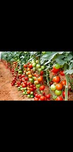 Tomato Farming: The Secret to High Yields & Profits Tomatoes are a high-demand crop, but many farmers struggle with low yields, poor quality, and market losses. Here’s how to avoid common mistakes and boost production. Best Practices for Growing Tomatoes � Soil Preparation: Use well-drained, fertile loamy soil with a pH of 5.5-7.0. � Seed Selection: Opt for high-yield, disease-resistant hybrid varieties like Anna F1, Rio Grande, and Tylka F1. � Proper Spacing: 45 cm between plants, 75 cm between