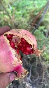 The Delicious Pomegranate of Gilgit-Baltistan | Nature’s Sweet Gift