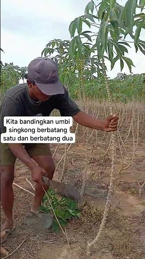 This is a comparison of cassava types #agriculture #cassava