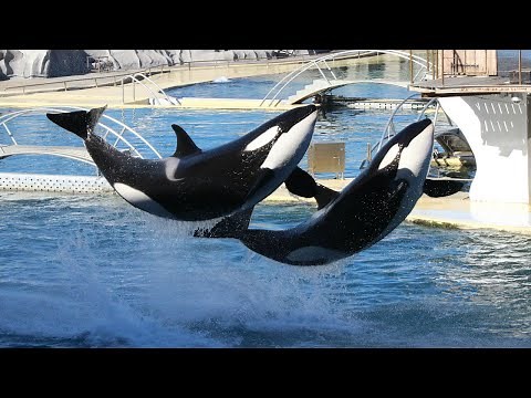 Spectacle des orques / Orca Killer Whale Show : Marineland Antibes 2018