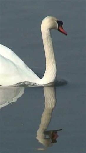 10 Mind-Blowing Swan Facts You Won't Believe! 🦢 (Elegant But Dangerous)