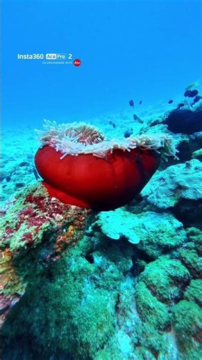 Stunning Sea Anemones.