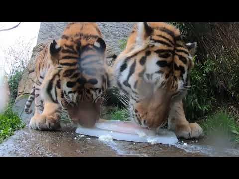 Amur Tiger Brothers Celebrate Birthday With A Big Treat