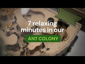 7 Relaxing Minutes in our Ant Colony