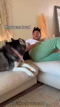 💙🐾Dogs React When Their Owner Farts 😆 | Funny Dog Reactions Compilation 🐾💙