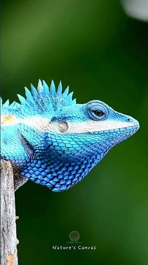 Blue Lizard Close Up #ytshorts #wildlife #nature #animals #lizard #smallanimal