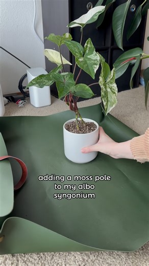 adding a moss pole to my albo syngonium! I recently received this plastic moss pole set, complete with sphagnum moss from @bwhplantco as a part of their grow & support bundle 💚 I figured it was about time to provide some better support for my syngonium anyway! you can use my code GROWINGNGROWING3 for 10% off your order from @bwhplantco at checkout 🌱✨ 🏷️ #plantsplantsplants #greenfeed #syngonium #albosyngonium #plantlove #plantcare #plantsupport #plants #loveplants #houseplants #repotting | Gr